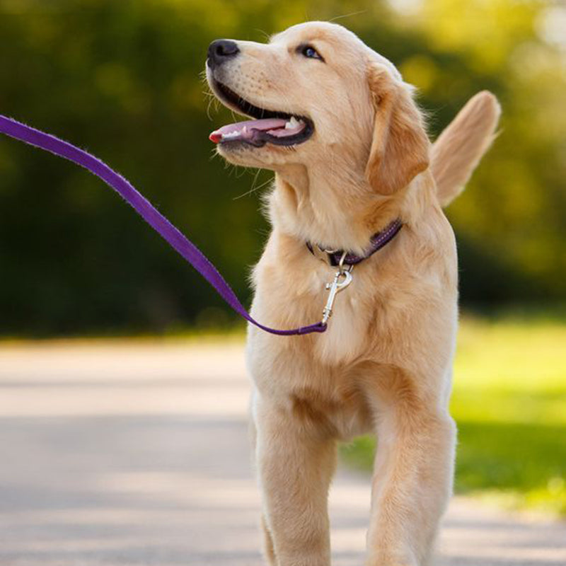 Caring for Your Furry Friends